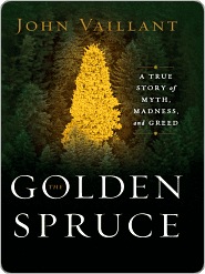 golden spruce